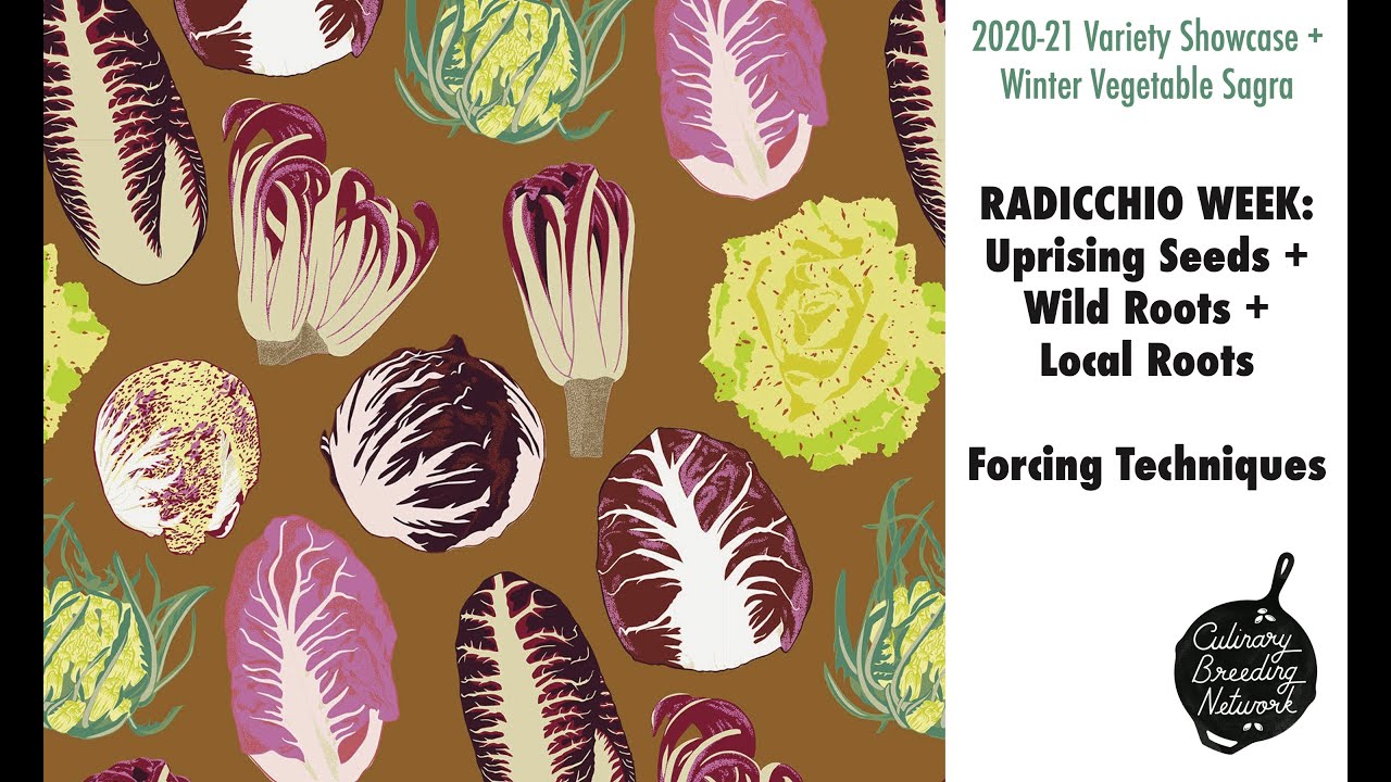 RADICCHIO WEEK: Uprising Seeds / Wild Roots / Local Roots, Forcing Techniques