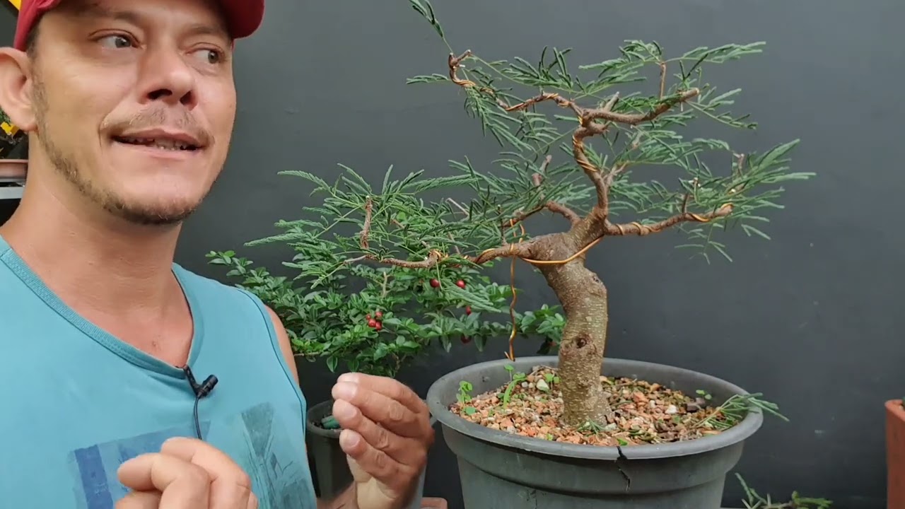 Como CONSTRUIR a COPA do BONSAI?
