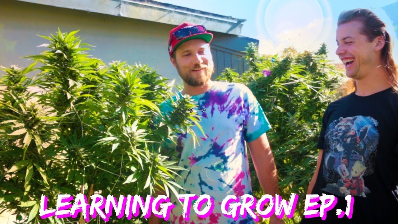 Growing Weed Tips: Learning To Grow Marijuana Ep.1