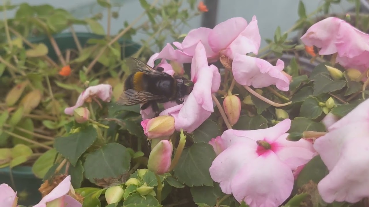 Bumbling around