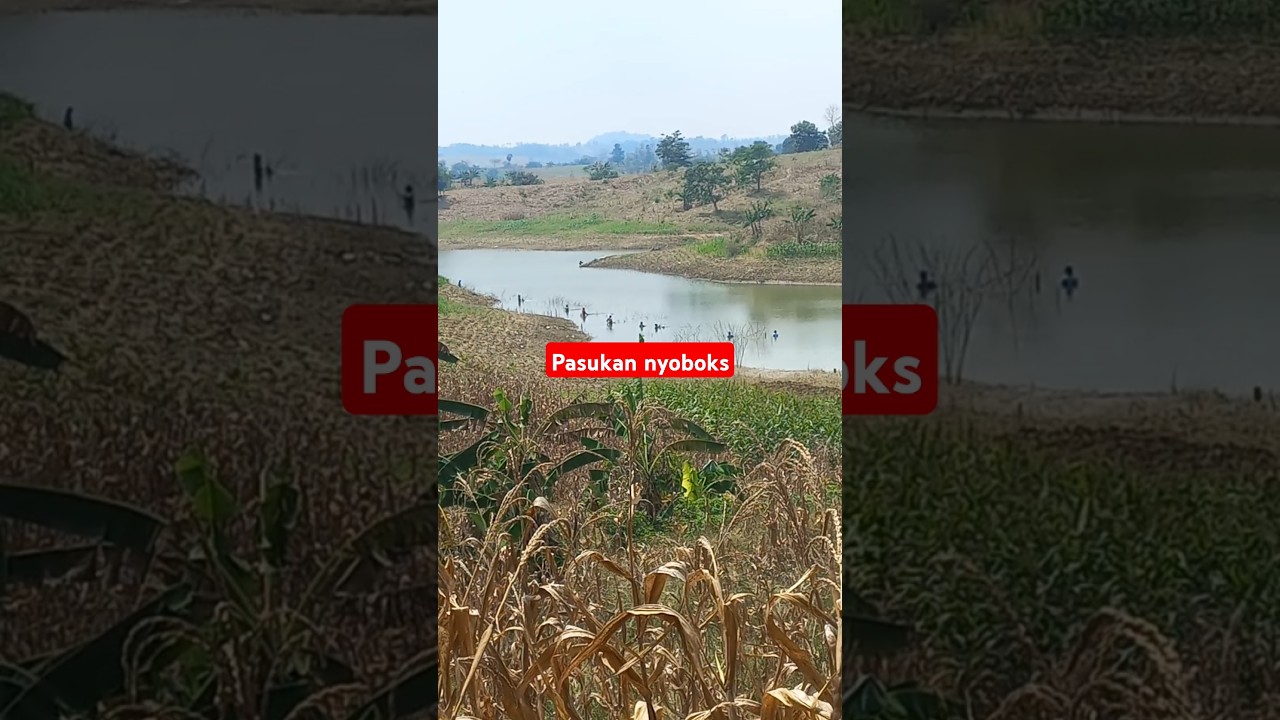 mancing nila di waduk cacaban,spot kalensia