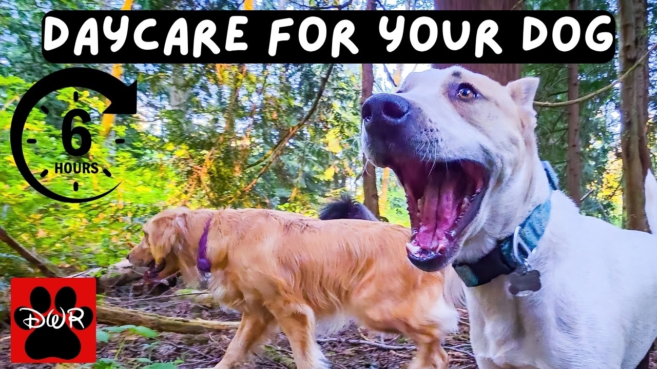 DOG TV 6 Hours 🐕 Adventures for Dogs | Keeps Dogs Calm & Entertained