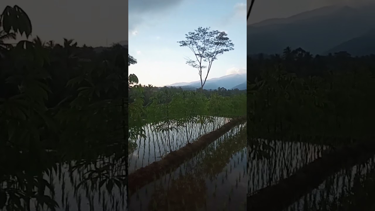sorenya di kampung#shortsyoutube #trendingkan