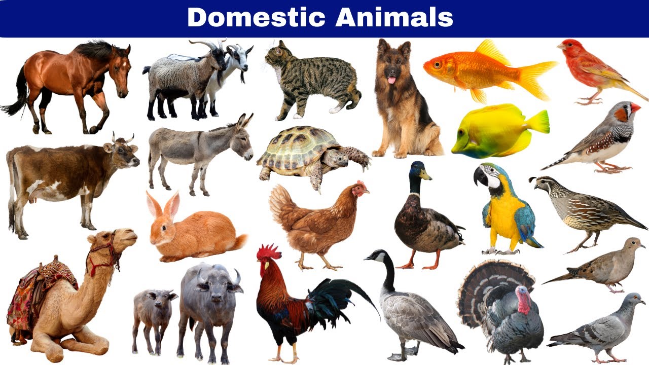 Animals for Kids | Learn Domestic, Farm & Pet Animals with Fun Facts & Rhymes