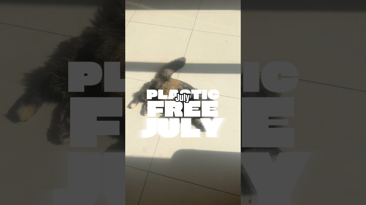 Plastic Free July - Day 10 #plasticfreejuly #shorts #ditl #vlog