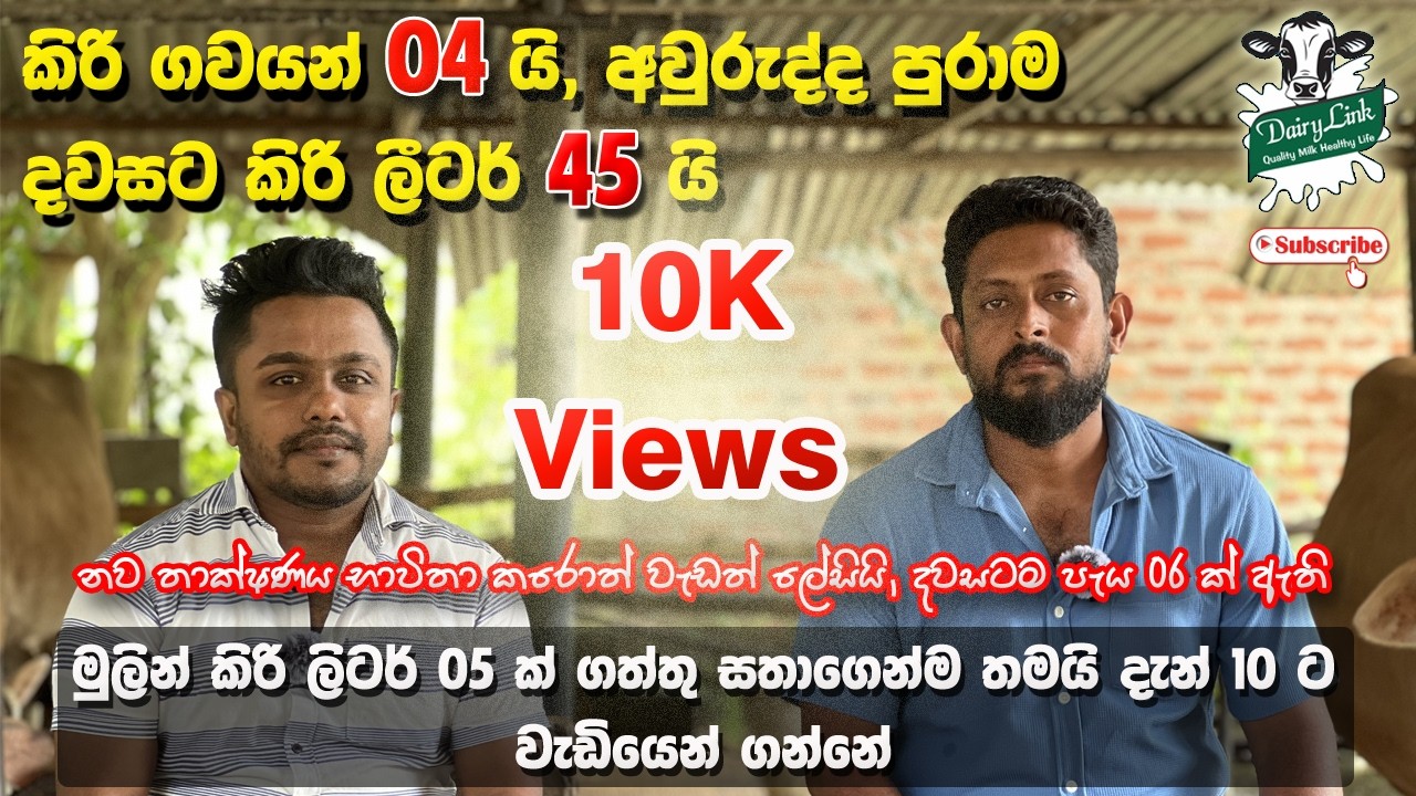 EP 03 - සත්තු 04 යි | අවුරුද්ද පුරාම දවසට කිරි ලීටර් 45 යි | දවසට පැය 06 ක් හොදටම ඇති 🐮🔥
