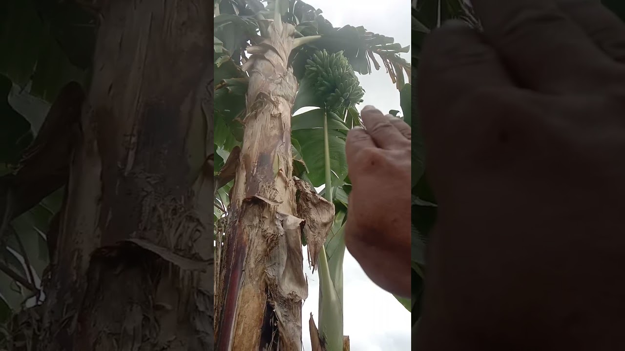 Pelepah pisang yang masak bisa jadi pupuk.