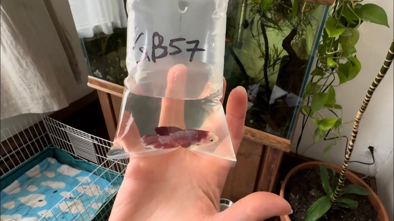 Ordering a Giant Betta Online from Splashy Fish