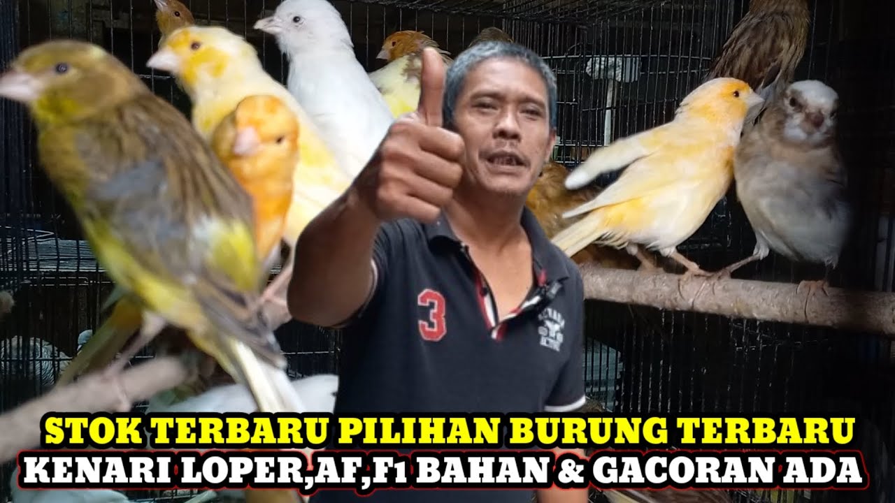 STOK TERBARU BURUNG BARU HARGA ADA YANG DIPROMOKAN DIKIOS BAJANG PASAR BURUNG PRAMUKA HARI INI