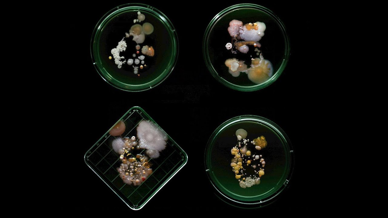 Subvisual Subway: The Art of New York City's Bacterial World
