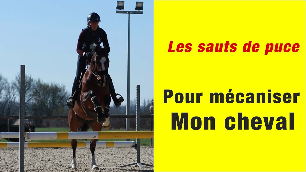 Comment préparer son cheval pour la compétition 🐎🐎🐎 [ Les saut de puce ] 🥇🥇🥇