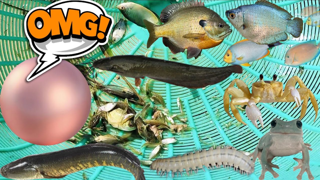 I caught a lot of fish, including...Pearls also bring good luck.😱🔮