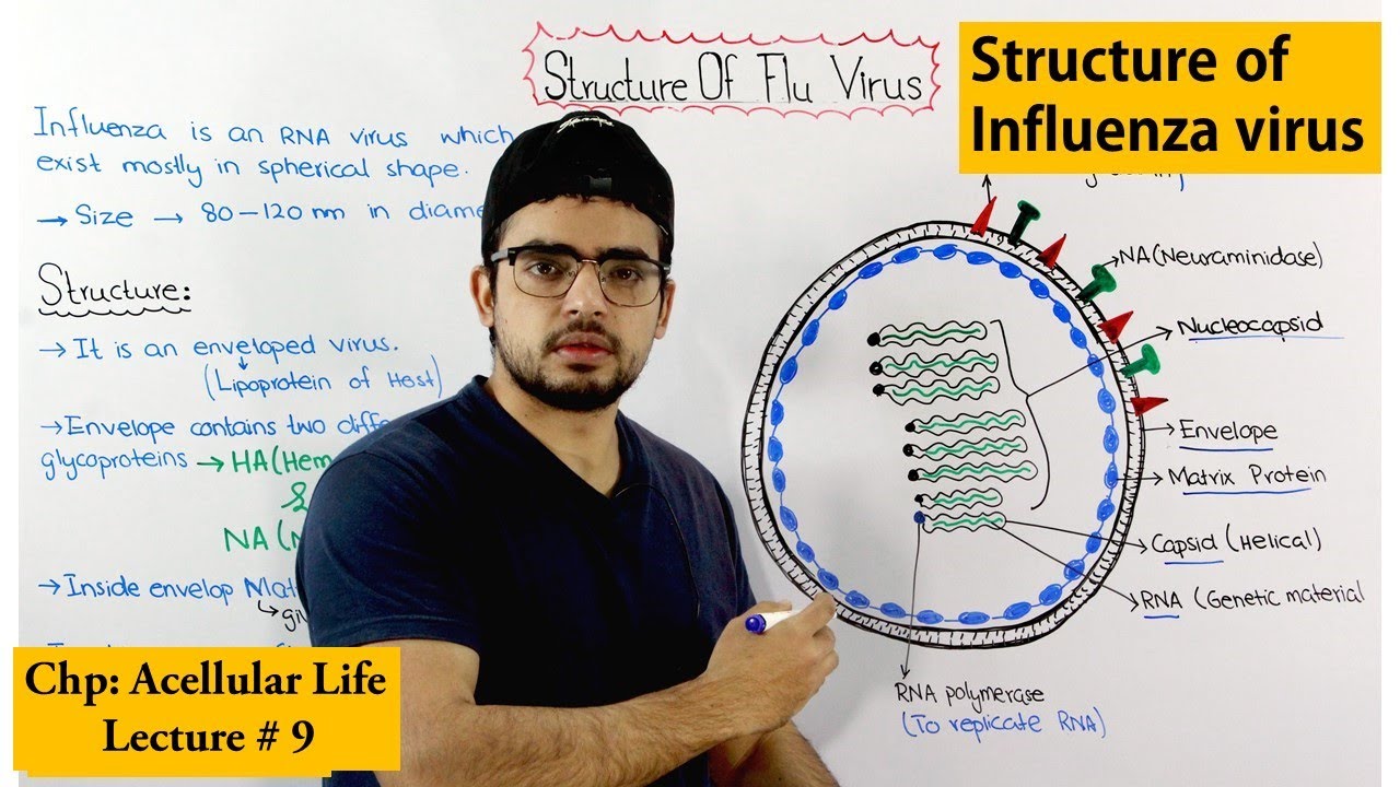 Influenza (Flu virus) structure