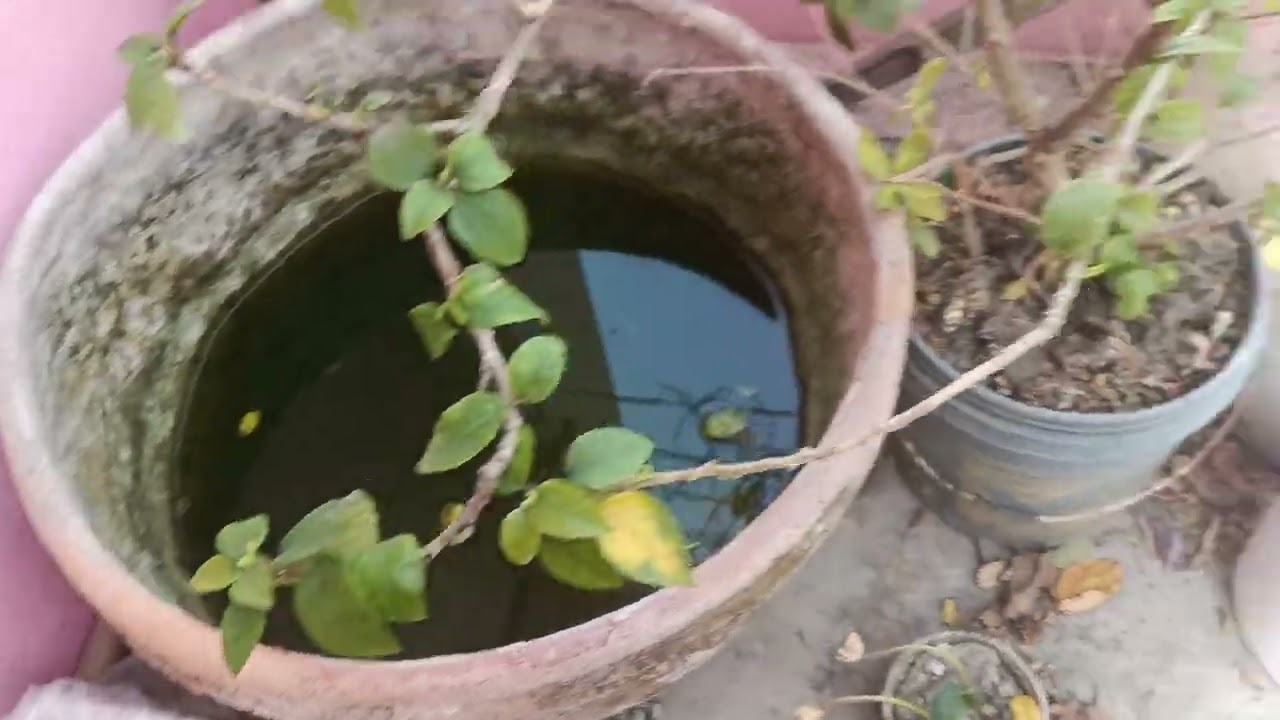 ছাদ বাগানটা হয়তো আর বাঁচাতে পারব না 😭😭
