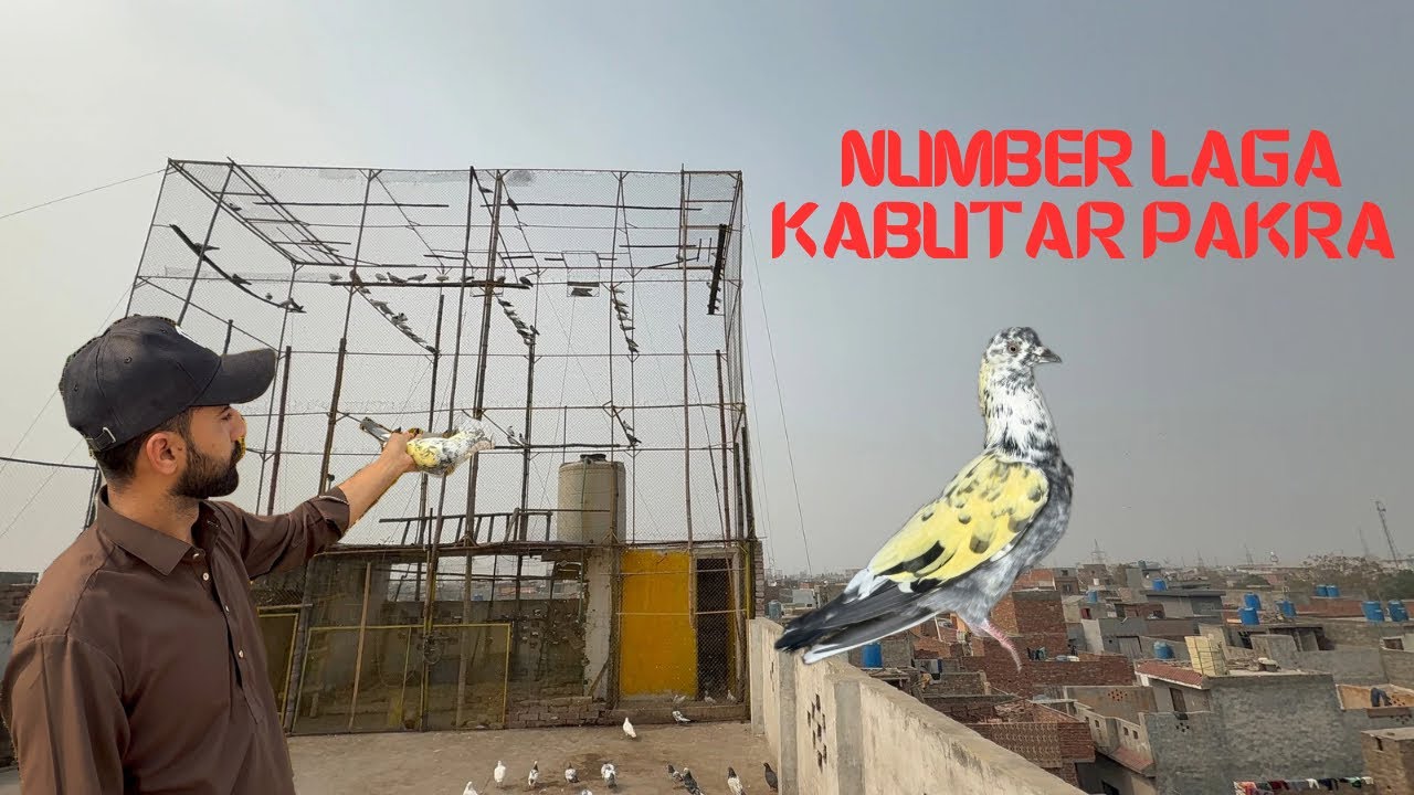 Kasi Ka Nayyab kabutar Pakra …..!   || Awan pigeon Offical …|| 