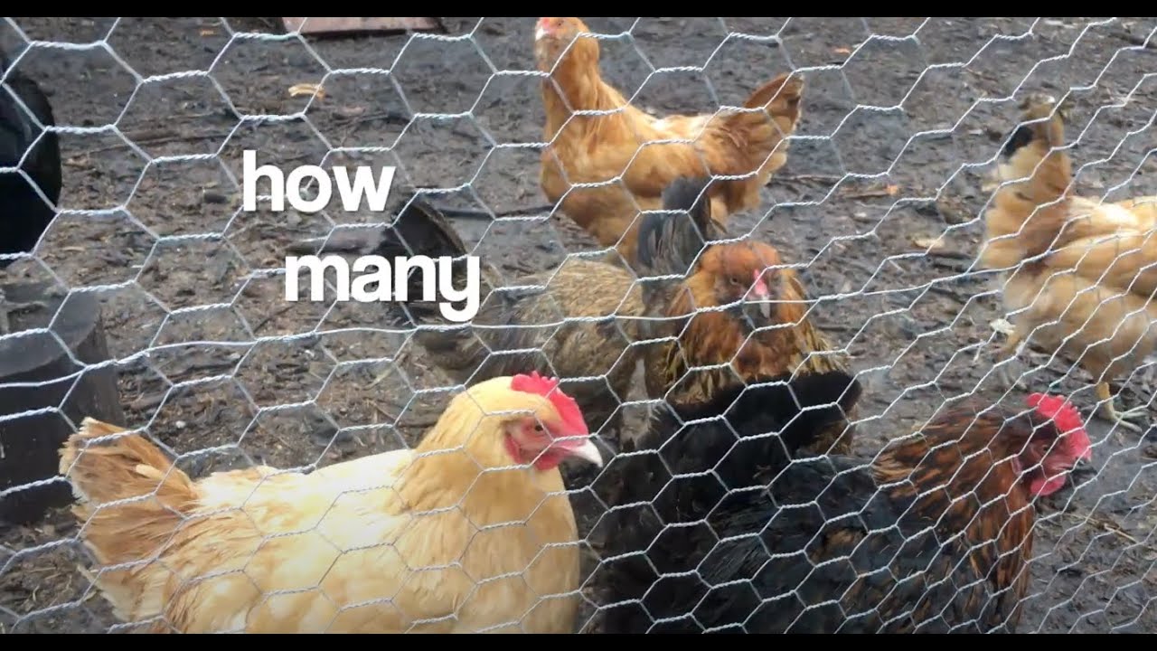 how many vs. how much