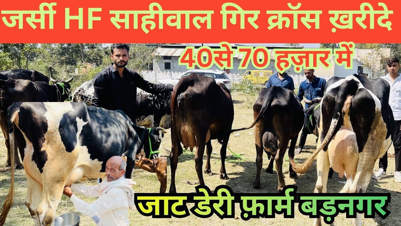 जर्सी HF साहीवाल गिर क्रॉस 40 से 70 हज़ार तक #dairysolutionbysatish#dairybusiness#cow #baffalo