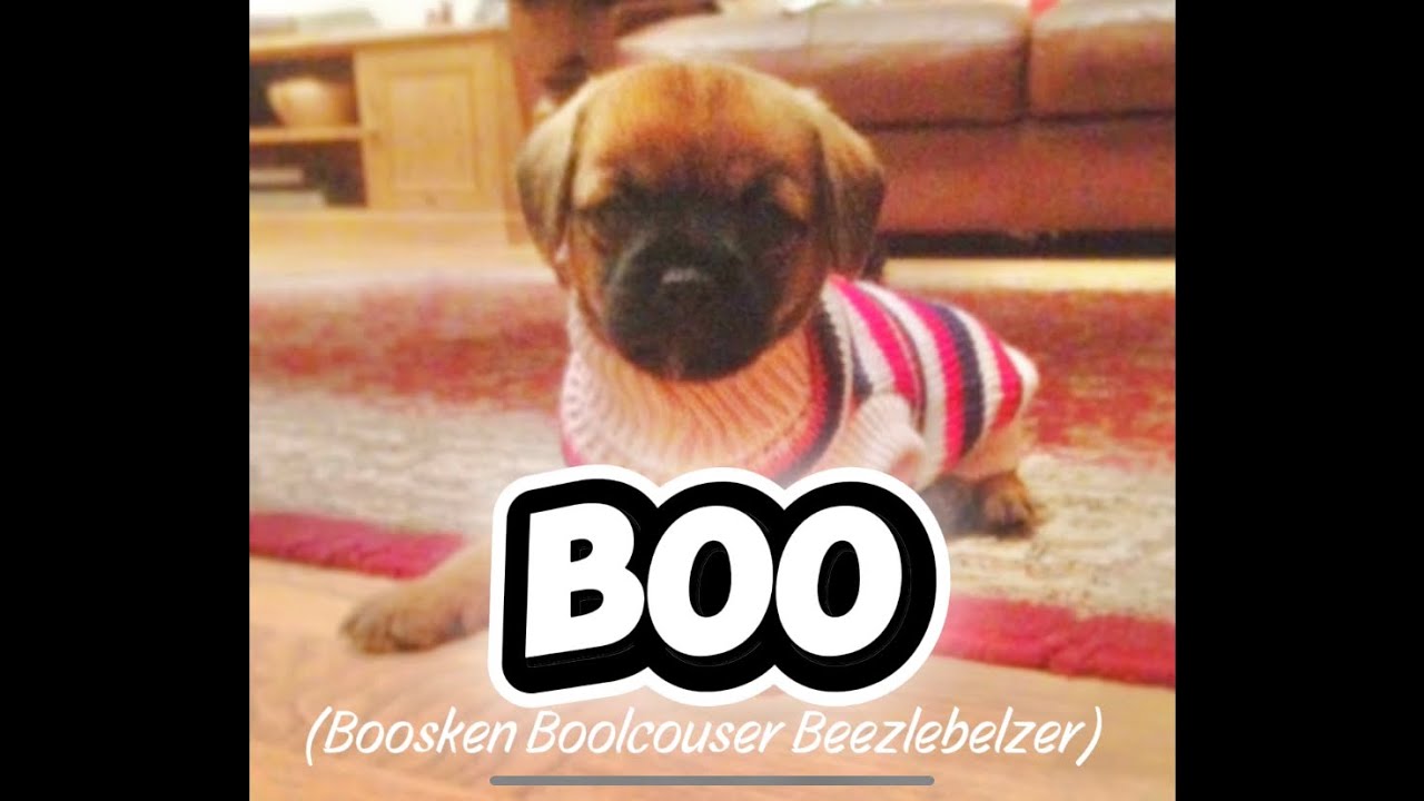 No Car Duet: Sad News …in memory of BOO