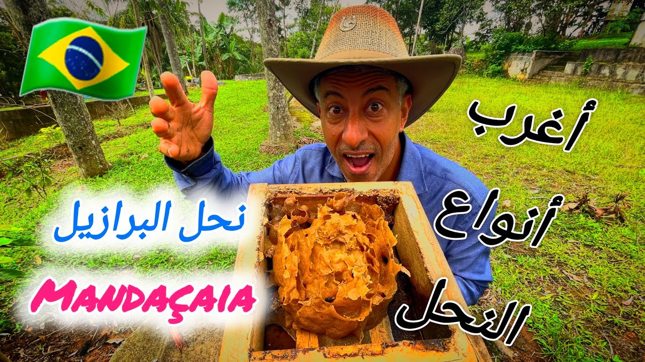 عجائب و غرائب النحل البرازيلي 🇧🇷 أكثر من 400 نوع 😃