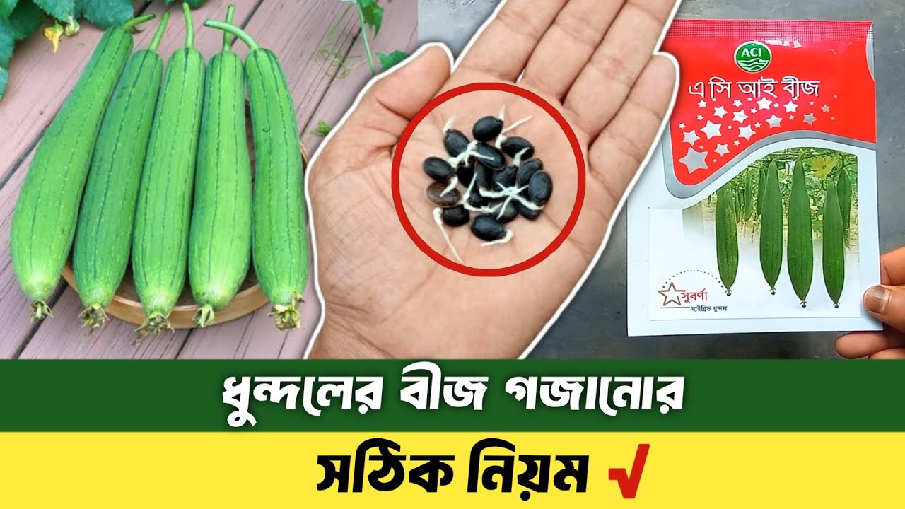 ধুন্দল বীজ জার্মিনেশন | ধুন্দল বীজ থেকে চারা তৈরি | ধুন্দল চাষ পদ্ধতি | Seed Germination | Agro1