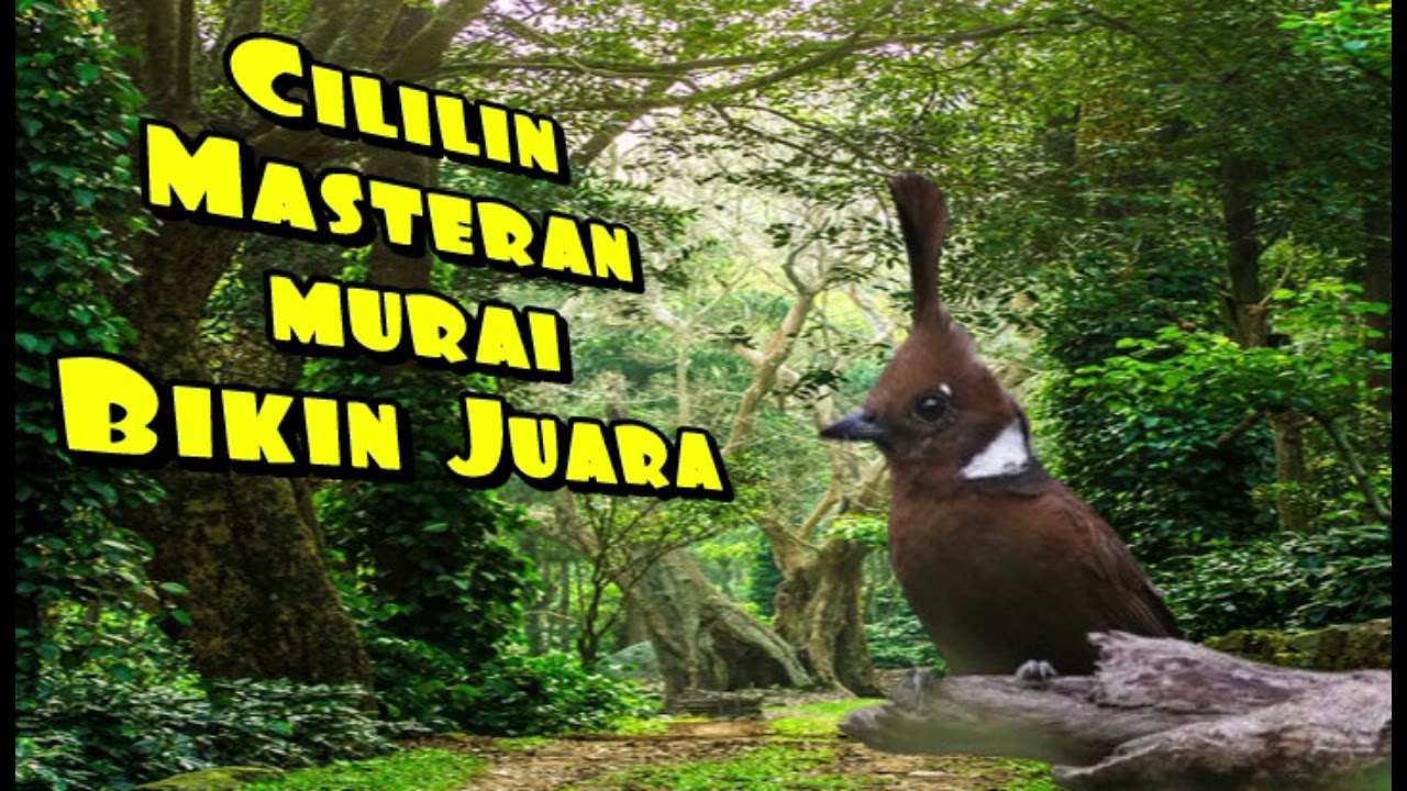Cililin Masteran Murai  #masteranmuraibatu#youtubeshort#cililingacor #cililinjernih @AWSF12