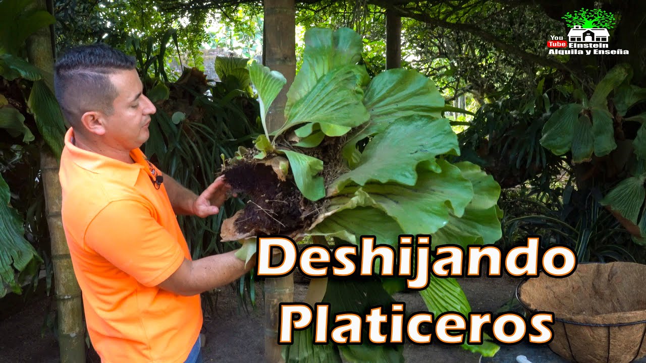 🤠PLATICEROS GRANDES Correcta forma de Deshijarlos. Envíos a Nivel nacional. 3173134686 - 3116239407.