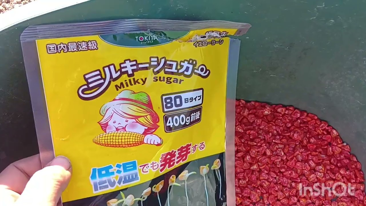 トウモロコシ種蒔きスタート