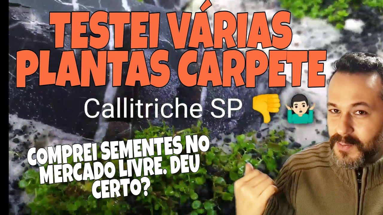 COMO PLANTAR CARPETE em AQUÁRIO PLANTADO - DSM