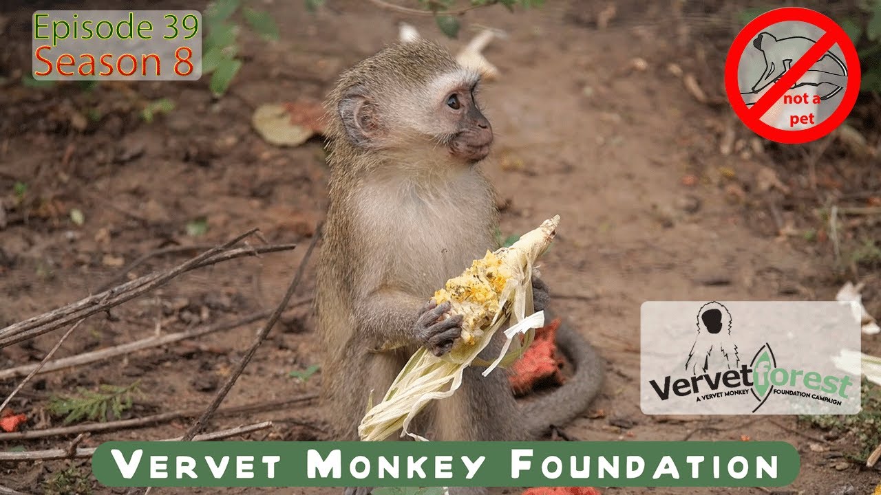 Difficult orphan monkeys to integrate with foster monkey moms Indie and Ledoux