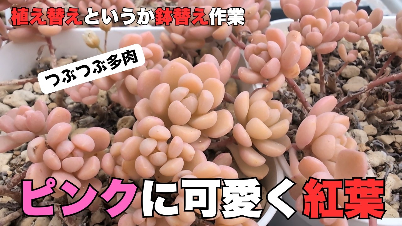 「つぶつぶ多肉」ピンクで可愛く紅葉。つぶつぶ多肉の植え替え。根鉢を崩さず植え替えします。