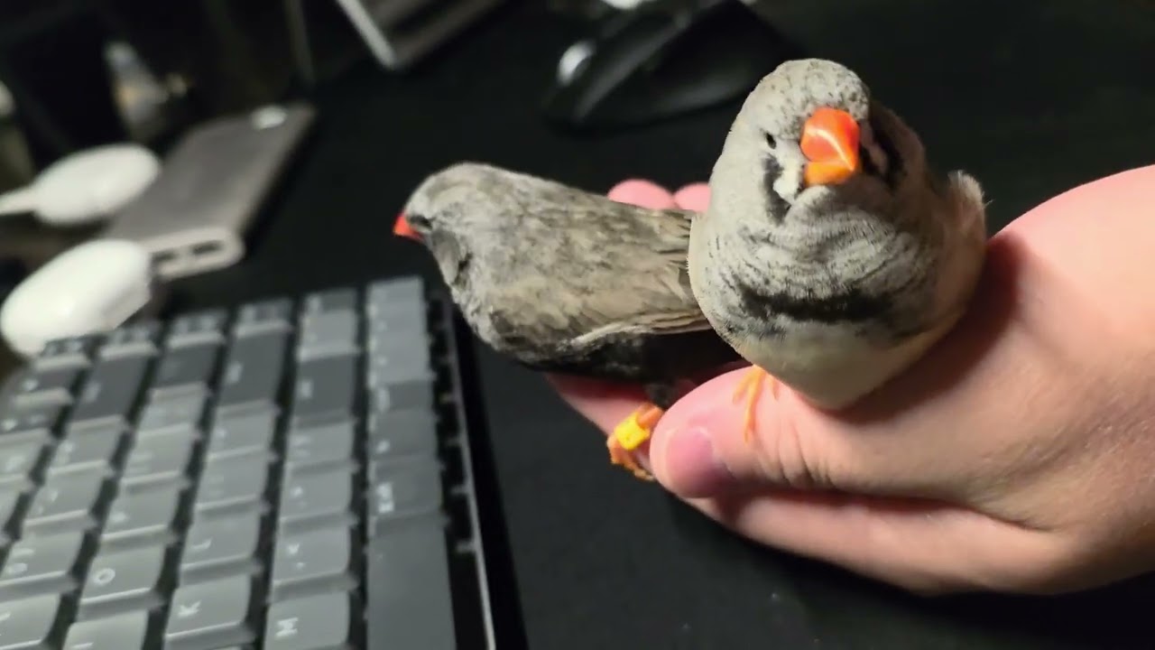 Zebra finches are very quiet
