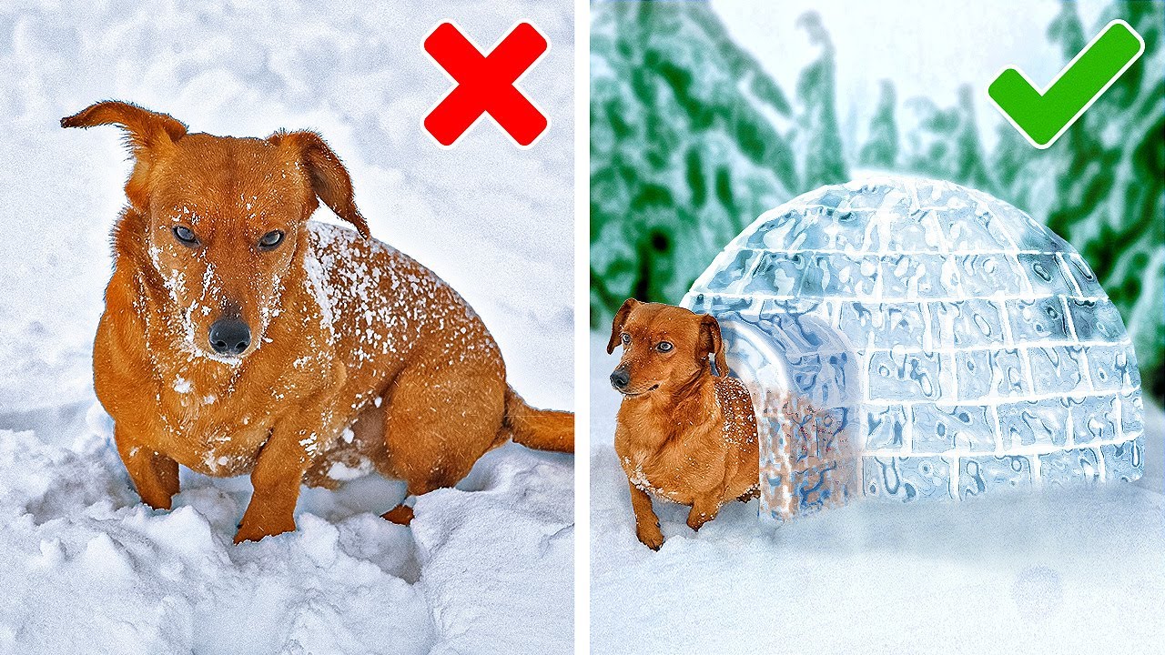 COOL DIYS and HACKS for SMART PET OWNERS