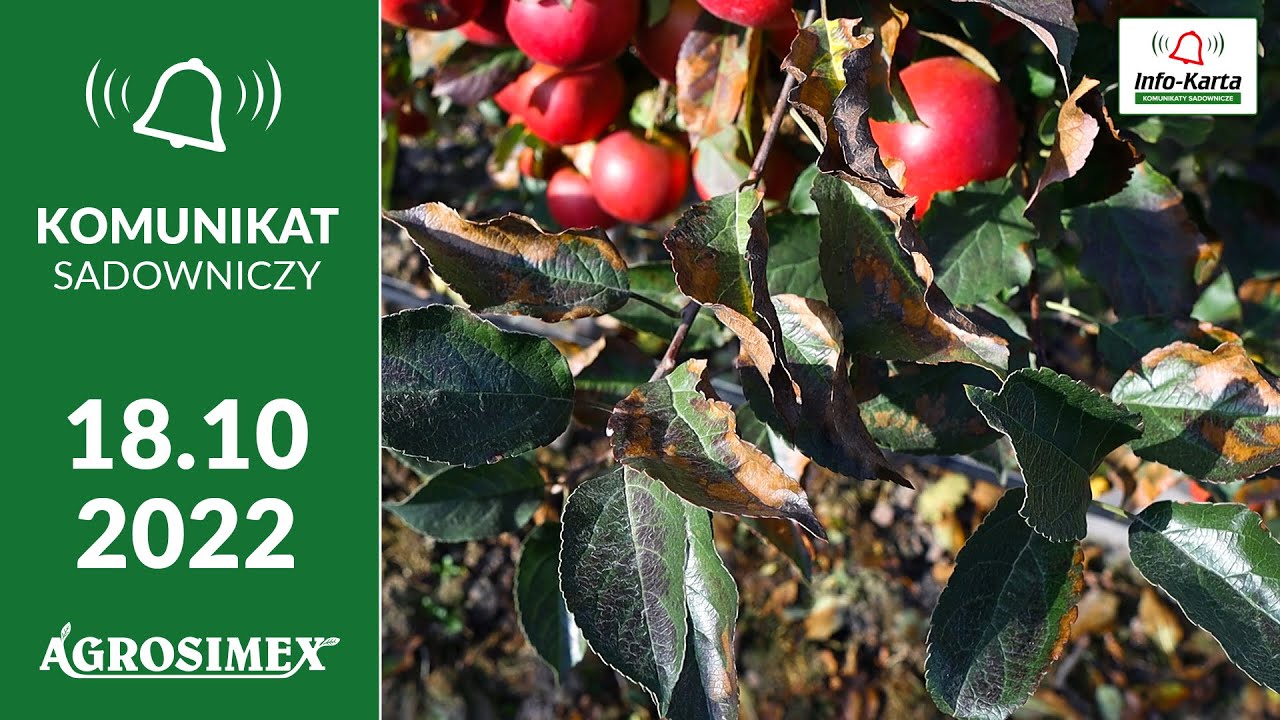 Plamistość liści i zabiegi miedziowe - Komunikat sadowniczy Agrosimex