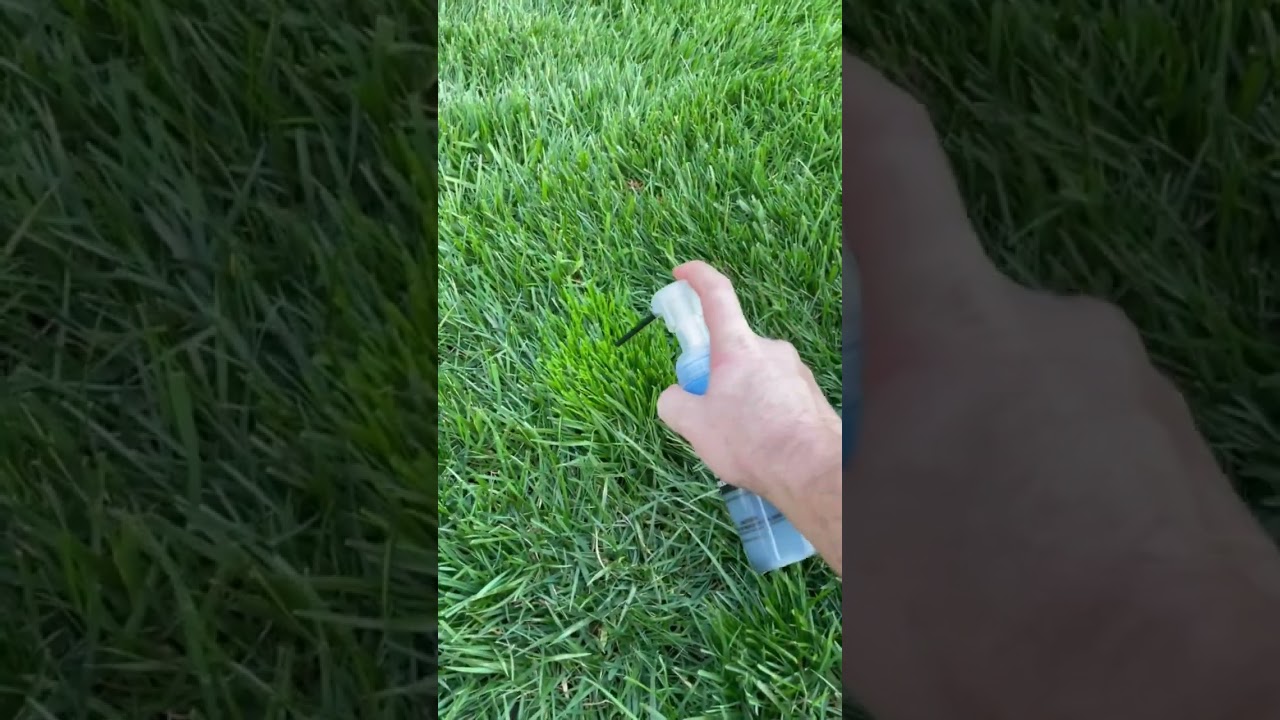 Precision Kill of Poa Triv