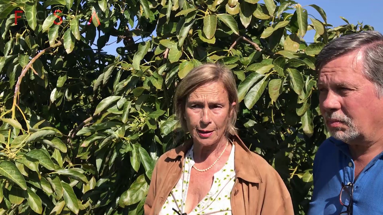 Alessandra e Antonio Pennisi, le straordinarie qualità dell'avocado