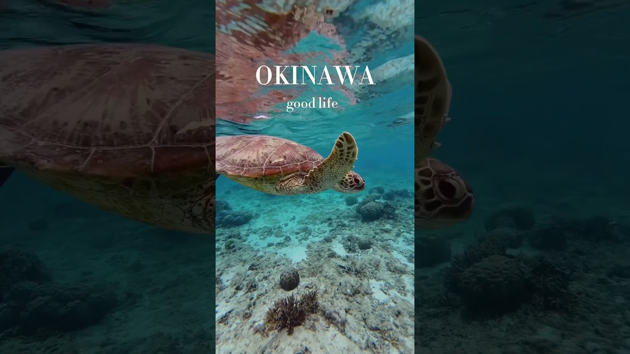 Island life 🏝️ #ocean #summer #diving #beach #japan #turtle #okinawa #snorkeling #vacation #travel