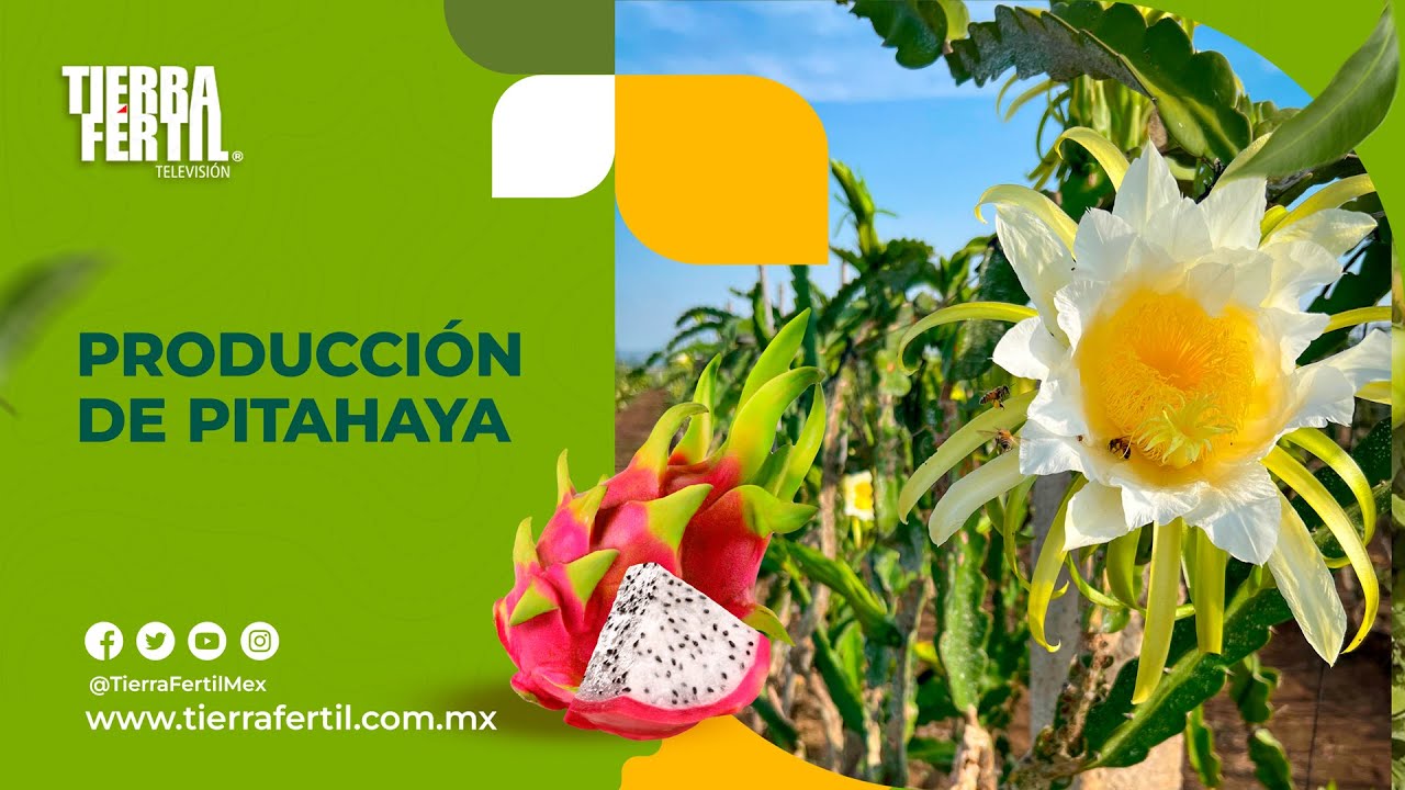 Tierra Fértil Tv-Variedades, cuidados y comercialización de la pitahaya (26.07.25)