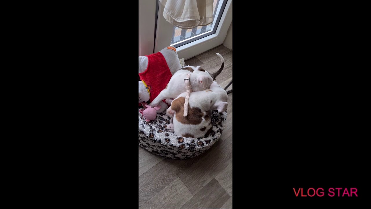 nieuwe Vlog/ video 31-01-2021