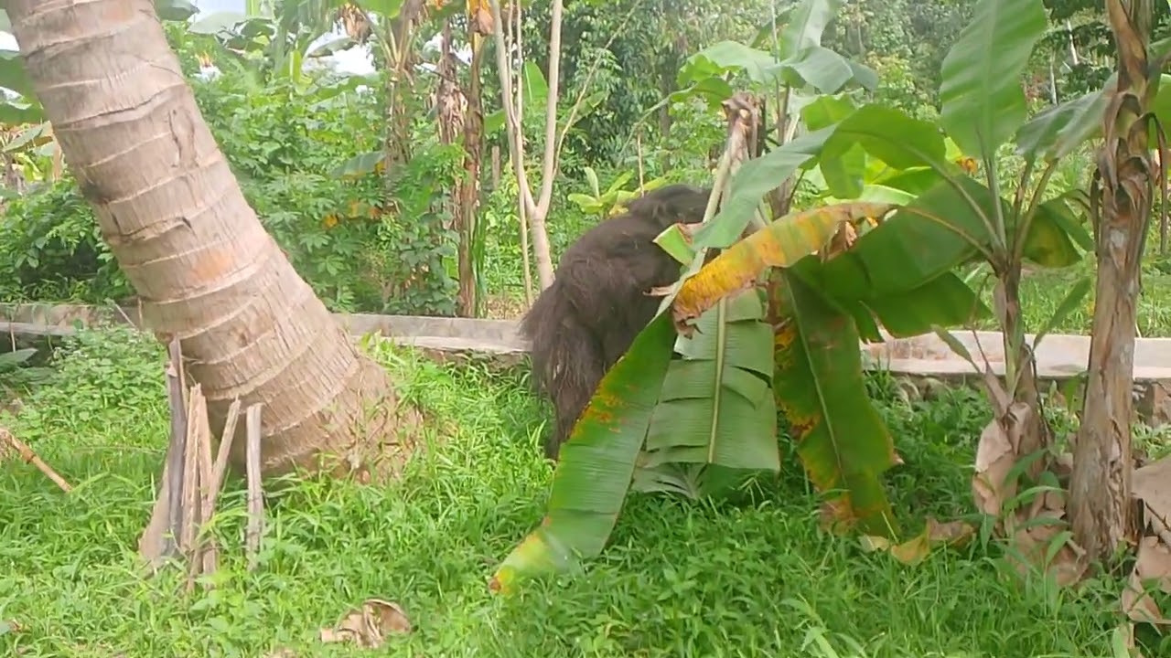 Suku mente meresakan  warga berkeliaran di kampungi demua tanaman warga habis di makan