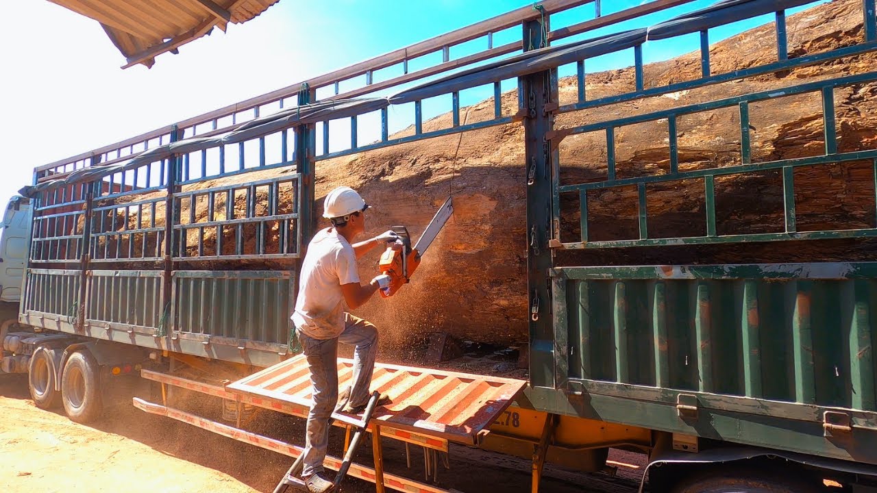 Amazing Sawmill Wood Cutting Super Huge Old Tree Saws And Unexpected Values | Enduring Timbereraft