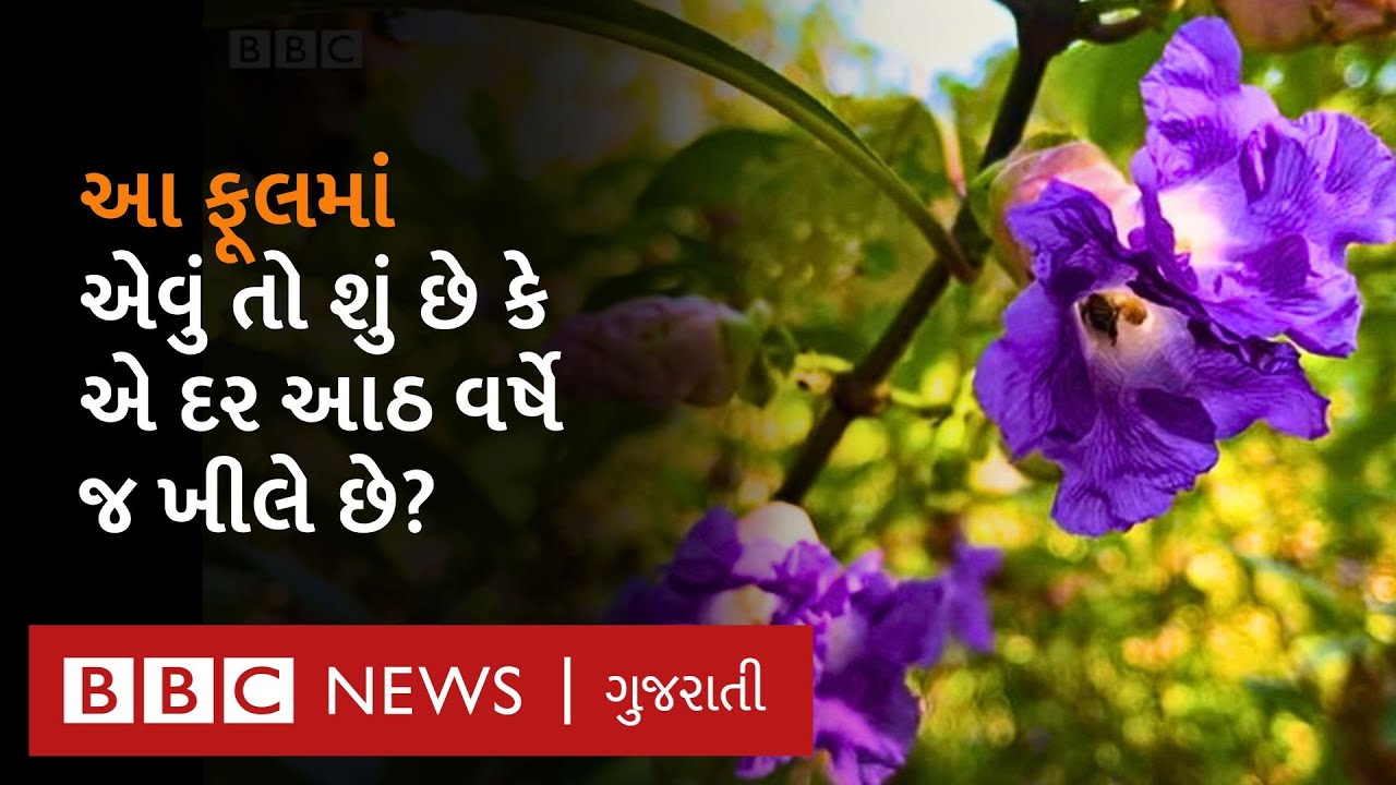 A flower that blooms once every eight years grows in this place near Gujarat. What is this view like?