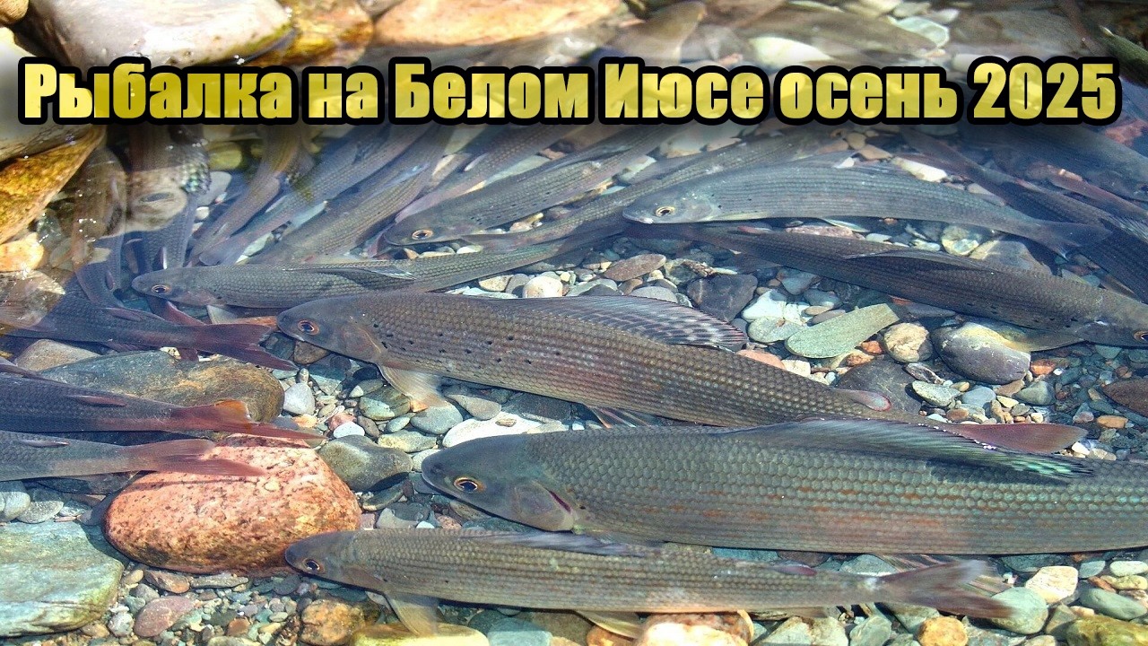 Осенняя рыбалка на Хариуса на реке Белый Июс 2025 году