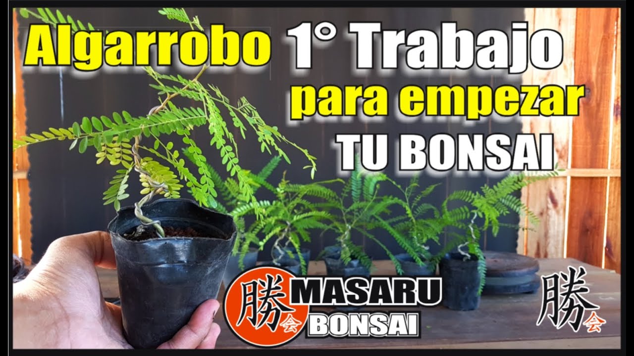 ⚠COMO EMPEZAR UN BONSAI⚠ DESDE CERO ✔ALAMBRADO✔