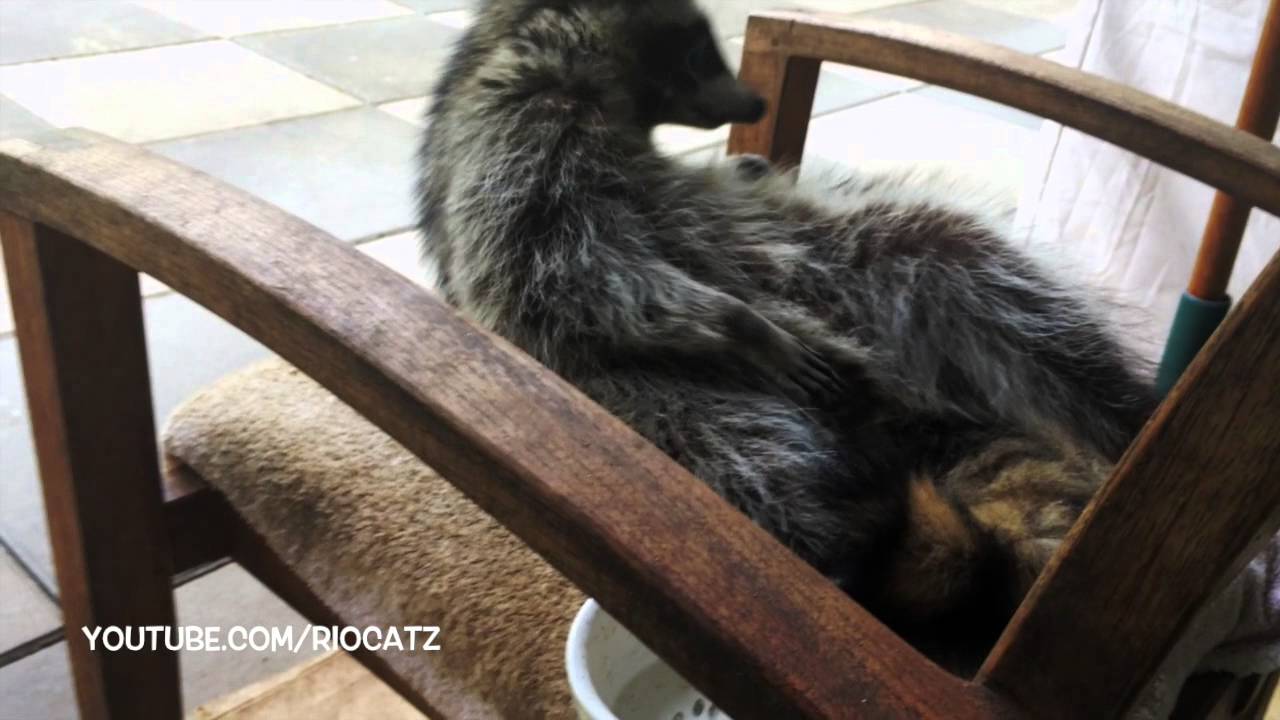 Gracie Raccoon - Part 1