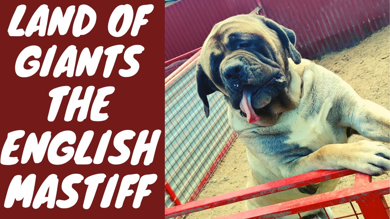 Land of GIANTS - The ENGLISH MASTIFF dog breed   are they really the largest dogs on the world?