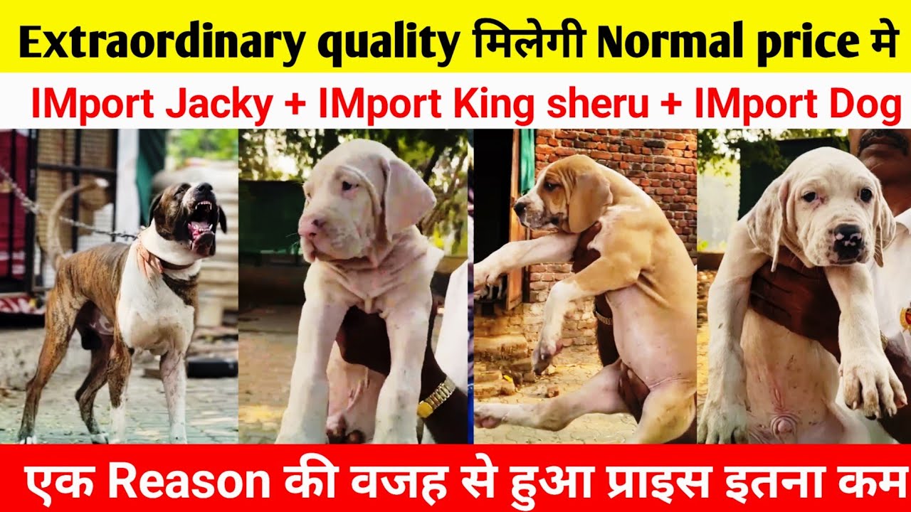 बल्ले बल्ले Extraordinary quality in normal price bully  kutta | Pakistani bully puppies for sale