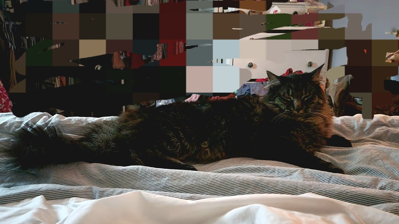 my cats missing please help me find him this is my cat