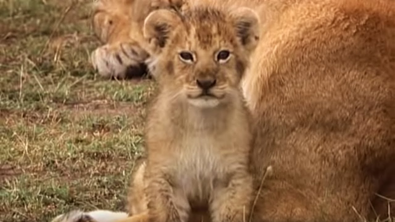 A Day in the Life of a Lion Cub | Little Big Cat | BBC Earth