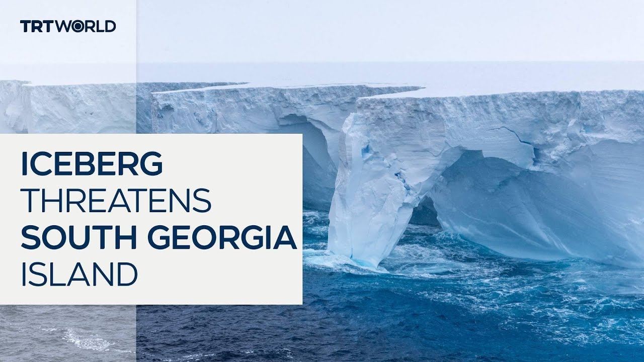 World's largest iceberg threatens South Georgia's wildlife