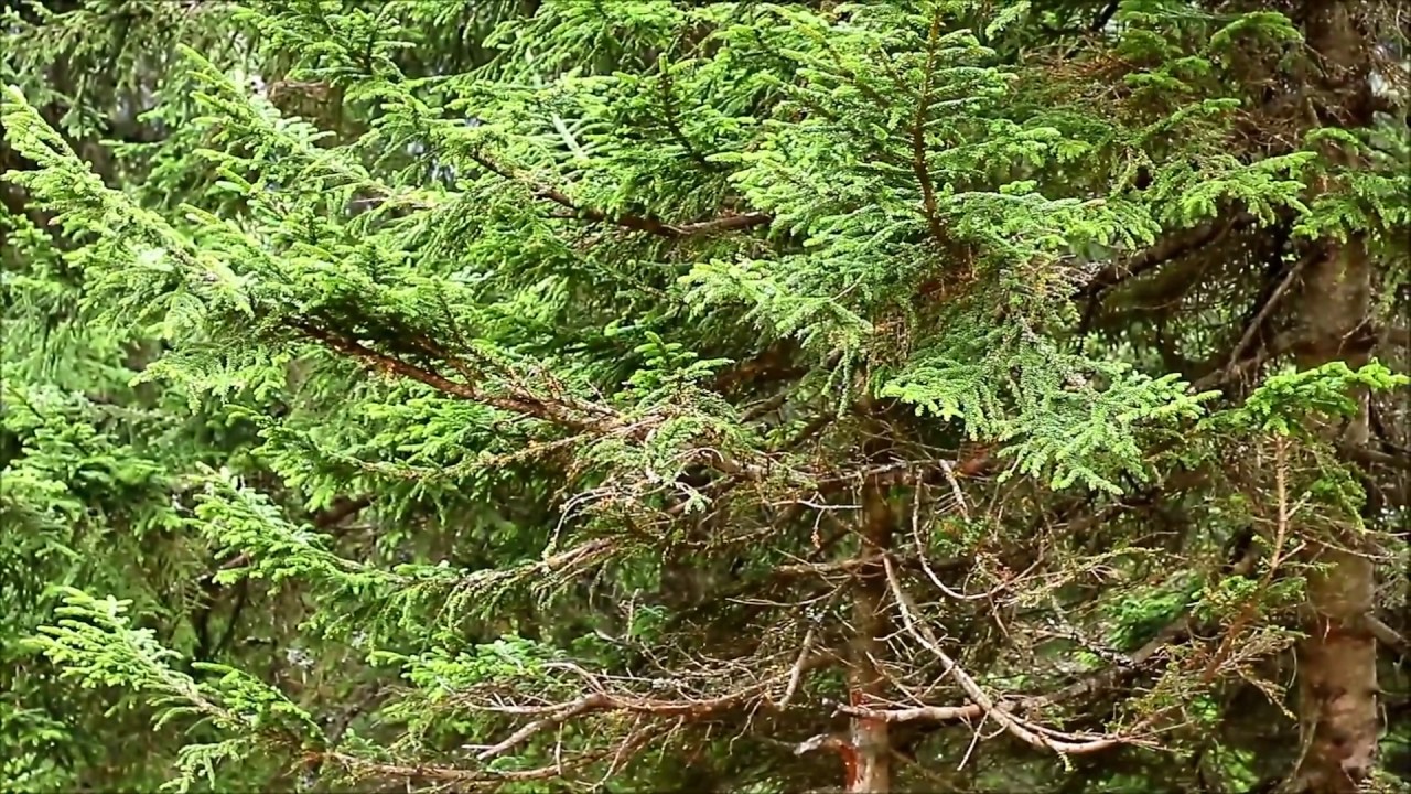 çahçor 2